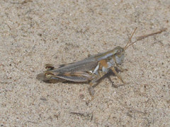 Melanoplus flavidus