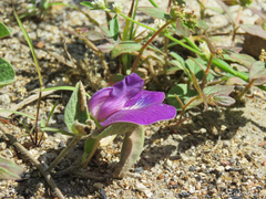 Centrosema rotundifolium