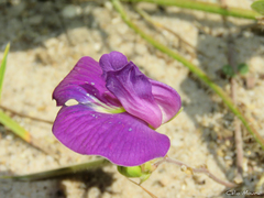 Centrosema rotundifolium