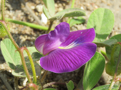 Centrosema rotundifolium