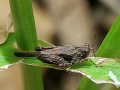 Paratettix freygessnerii