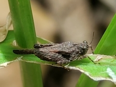 Paratettix freygessnerii