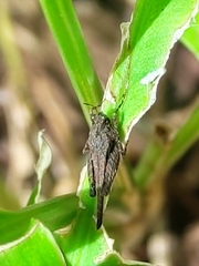 Paratettix freygessnerii