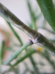 Hatiora salicornoides