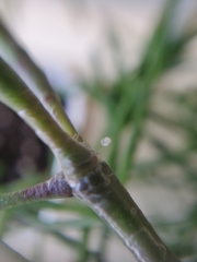 Hatiora salicornoides