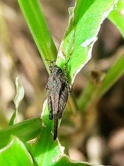 Paratettix freygessnerii