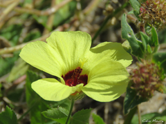Pavonia cancellata