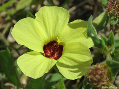 Pavonia cancellata