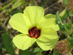 Pavonia cancellata