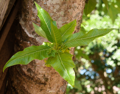 Vasconcellea quercifolia