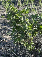 Malacothamnus fasciculatus