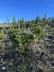 Malacothamnus fasciculatus