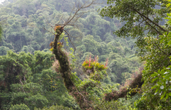 Vriesea philippocoburgi