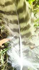 Geranoaetus polyosoma