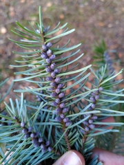 Abies nordmanniana