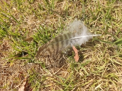 Geranoaetus polyosoma