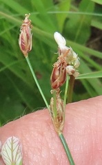 Bulbostylis hispidula pyriformis