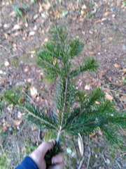 Abies nordmanniana