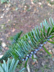 Abies nordmanniana