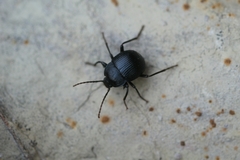 Accanthopus velikensis