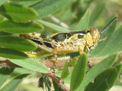 Melanoplus flavidus