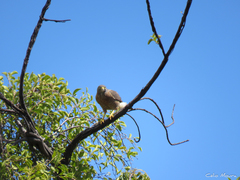 Rupornis magnirostris