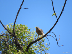 Rupornis magnirostris