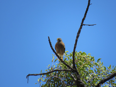 Rupornis magnirostris