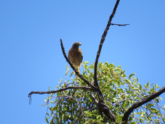 Rupornis magnirostris