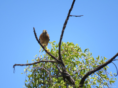 Rupornis magnirostris