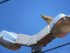 Rupornis magnirostris