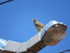 Rupornis magnirostris