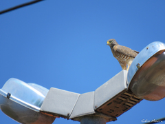 Rupornis magnirostris