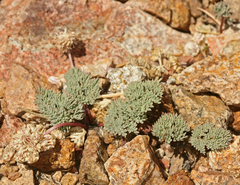 Cymopterus cinerarius
