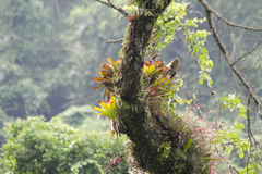 Vriesea philippocoburgi