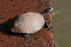 Phrynops williamsi