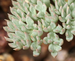Cymopterus cinerarius