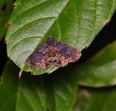 Diomea diffusifascia