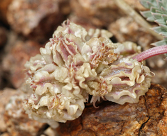 Cymopterus cinerarius