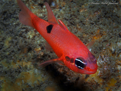 Apogon maculatus