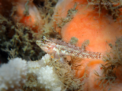 Coryphopterus dicrus