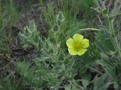 Potentilla astracanica