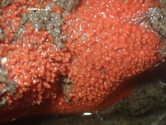 Endectyon hispitumulus