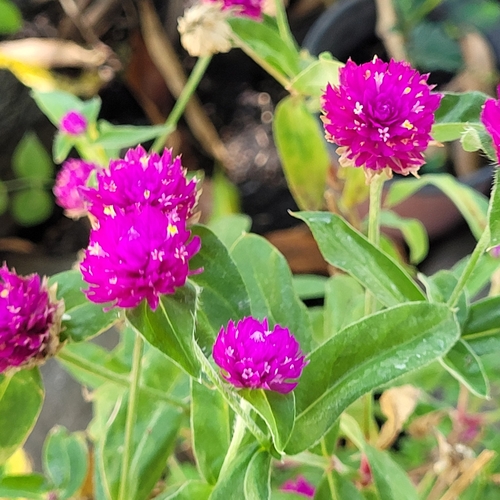 Image of Gomphrena globosa by (c) Maria Janeiro, some rights reserved (CC BY)