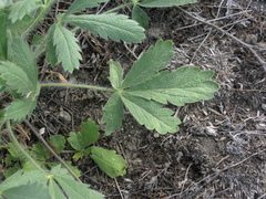 Potentilla astracanica