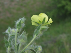 Potentilla astracanica