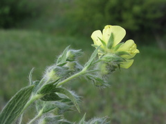 Potentilla astracanica