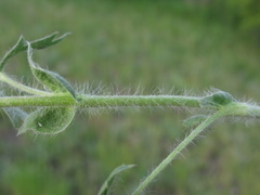 Potentilla astracanica