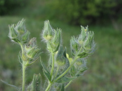 Potentilla astracanica