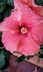 Hibiscus